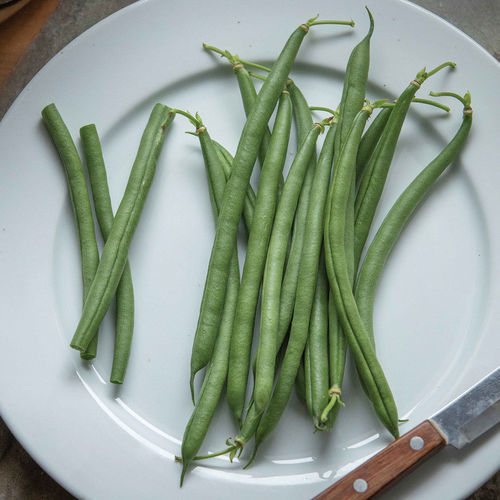 Frühe Bohnensaat - Seychelles - johnnyseeds - mosaibeständig / einjährige Pflanze / grün