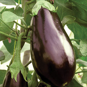 Früher Auberginensamen - Traviata F1 - vitalisorganic - Frühling / hybrid / Gewächshauskulturen