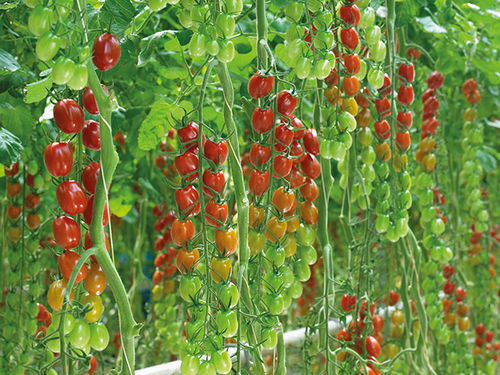 Rote Kirschtomate - Tomagino F1 - vitalisorganic - früh / Fusarium-resistent / mosaibeständig