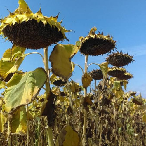 Mittelfrühe Sonnenblumensaat - MAS 98.K - Mas Seeds - Sclerotinia - beständig / Blattmehltau-resistent / hybrid