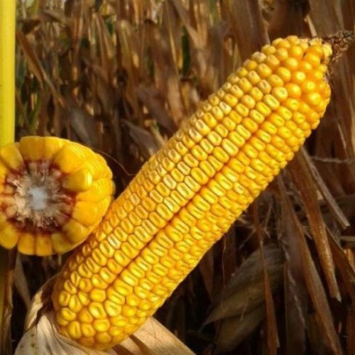 Frühe Maissaat - MAS 23.M - Mas Seeds - für Getreide / Helminthosporium-resistent / Fusarium-resistent