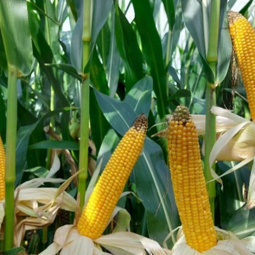 Sehr frühe Maissaat - BOURBON - Mas Seeds - für Getreide / Silage / Helminthosporium-resistent