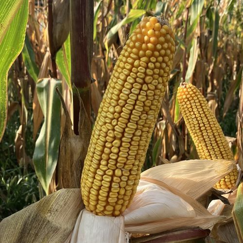 Halbspäte Maissaat - MAS 405D - Mas Seeds - für Getreide / Helminthosporium-resistent / Fusarium-resistent