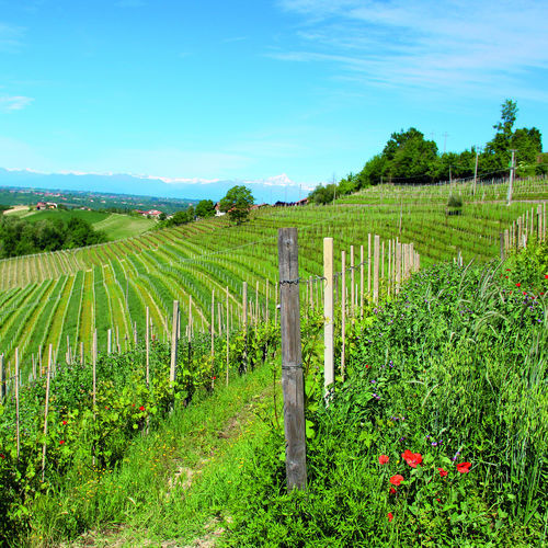 Vegetationsdecke gegen Fadenwürmer - MAS4 EXPERT NEMA VIGNE - Mas Seeds - gemischt / Stickstoff-Wiederherstellung / Bodenstrukturierung