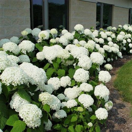 Blühender Strauch für Hecke - Annabelle Hydrangea - NatureHills - mit weißen Blüten