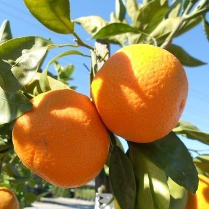 Orangenbaum - Owari Satsuma Mandarin Vi - NatureHills