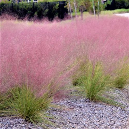 Staude-Grünpflanze - Pink Muhly - NatureHills - für Garten / Massiv / rustikal
