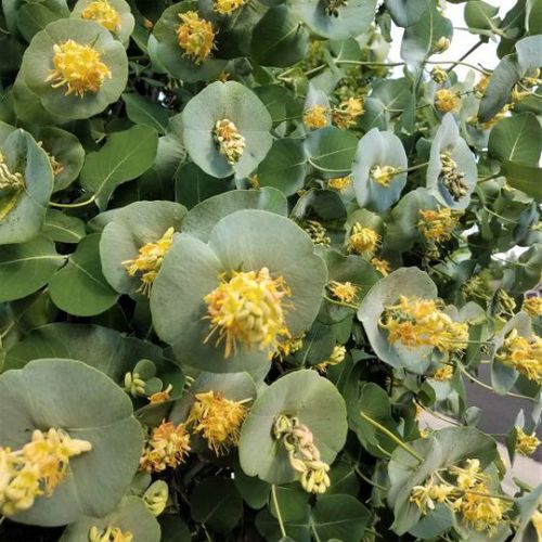 Blühender Strauch / Massiv - Kintzley's Ghost Honeysuckle - NatureHills - mit gelben Blüten