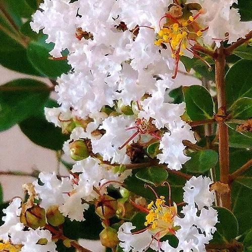 Blühender Strauch / Massiv - GreatMyrtle™ - NatureHills - mit weißen Blüten