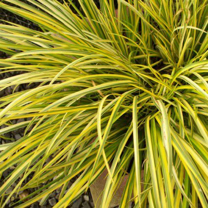 Staude-Fettpflanze - OGON - Avant gardens - für Pflanzgefäß / für Garten / Massiv