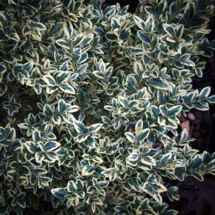 Strauch für Hecke - BUXUS SEMPERVIRENS VARIEGATA - Avant gardens