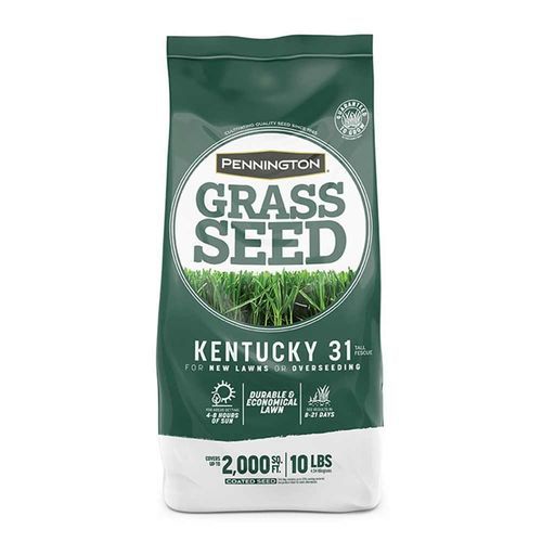 Rasensaat - KENTUCKY 31 - pennington