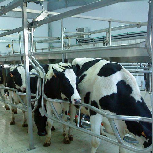 Melkstand / schneller Ausgang - agromaster - für Kühe / diagonal
