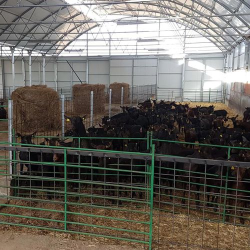 Zuchttunnel für Ziegen - ASTHOR Stockage-Elevage - mit Stahlstruktur / aufblasbar / gedämmt