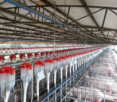 Fütterungsgerät für Schweine - yonggaofarming