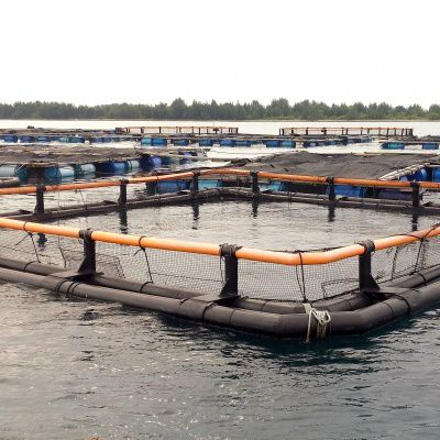 Aquakulturnetz für Beckentrennung - FY-250SC7,FY-250SC9,FY-315SC11,FY-315SC13		 - Toford - schädlingshemmend / Nylon / für eckigen Käfig