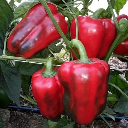 Mittelfrühe Paprikaschotensaat - CRX 60047 F1 - CORA SEEDS srl - mosaibeständig / mehltauresistent
