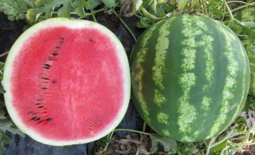 Mittelfrühe Wassermelonensaat - Bomber F1 - CORA SEEDS srl - einjährige Pflanze