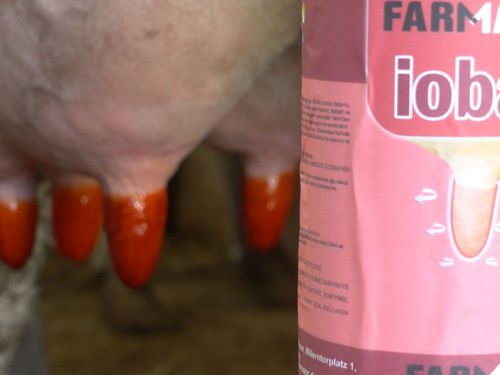 Antibakterielle Reinigungslösung zur Zitzenreinigung - Iobar - farmann - nachbearbeitet