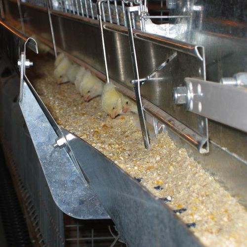 Aufzuchtsystem für Junghennen - P80 / P66  - FACCO