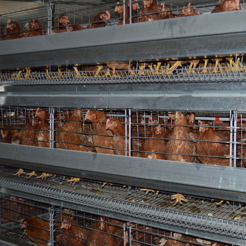 Aufzuchtsystem für Junghennen - Reliance Poultry