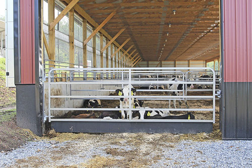Schranke für Zuchtzwecke - Sturdy Built Manufacturing,LLC - für Stallhaltung / für Weiden / für Kühe