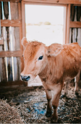 Nahrungsergänzungsmittel für Kälber - Extra Mix for Calves - Extrafarm Albania - für Tiere / Vitamin / Mineral