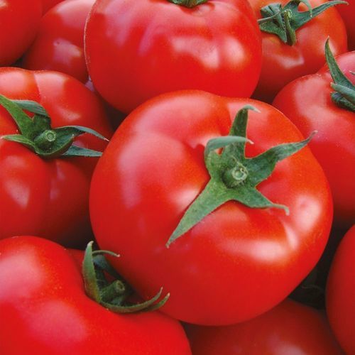 Rote Tomatensaat - ŞAHMAT - Manier Seeds - sehr früh / Gewächshauskulturen