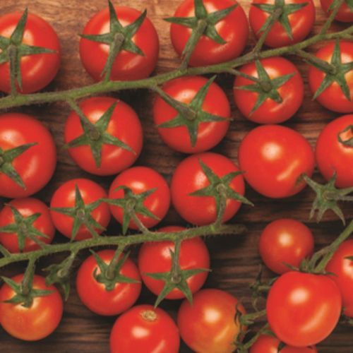 Rote Tomatensaat - MRT 1458 - Manier Seeds - rund