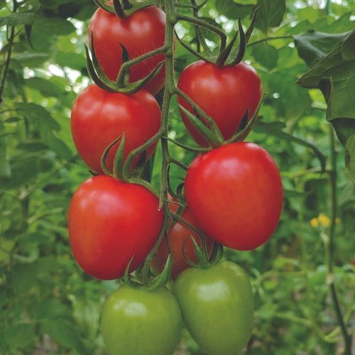 Rote Tomatensaat - MRT 1141 - Manier Seeds