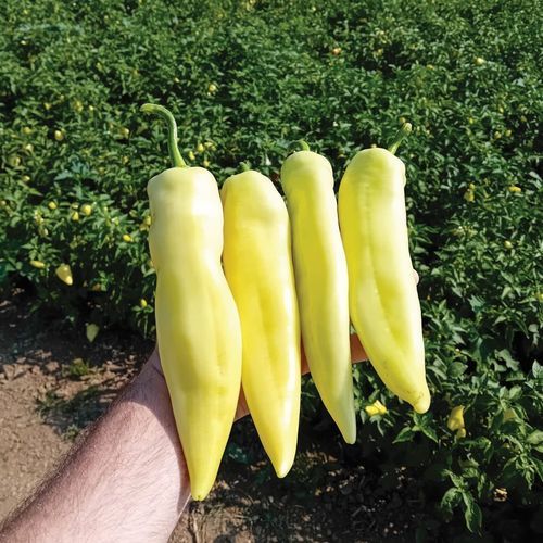 Gewächshauskulturen-Paprikaschotensaat - GENT - Manier Seeds - grün