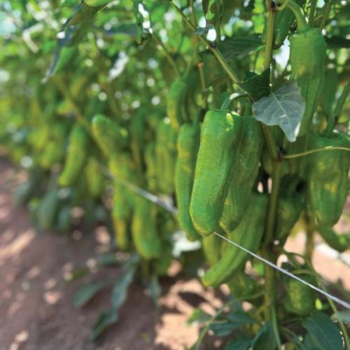 Grüne Paprikaschotensaat - CRISBY - Manier Seeds - Gewächshauskulturen / rot