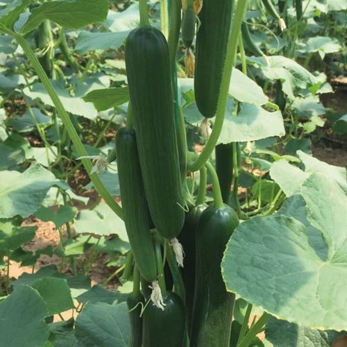 Frühe Gurkensaat - MRC 05 - Manier Seeds - Frühling / Herbst / Gewächshauskulturen