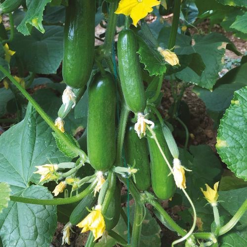 Frühe Gurkensaat - ATOM - Manier Seeds - Frühling / Herbst / Sommer