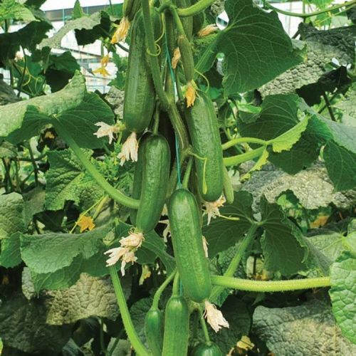 Frühe Gurkensaat - MRC 6049 - Manier Seeds - Frühling / Herbst / Sommer