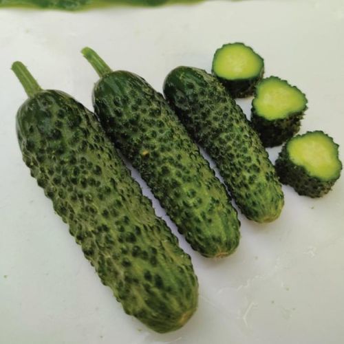 Grüne Gurkensaat - MRC 1074 - Manier Seeds - zylinderförmig
