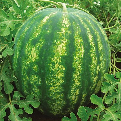Sehr frühe Wassermelonensaat - ESTAR 1056 - Manier Seeds - Frühling / rot / grün