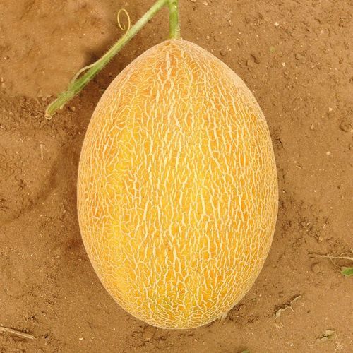 Gelbe Melonensaat - SERİN - Manier Seeds