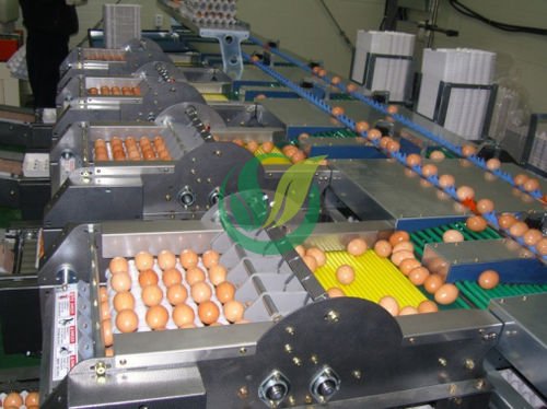 Eier-Kalibrierer - Chengdu Shengxing Poultry Machinery Co., Ltd.