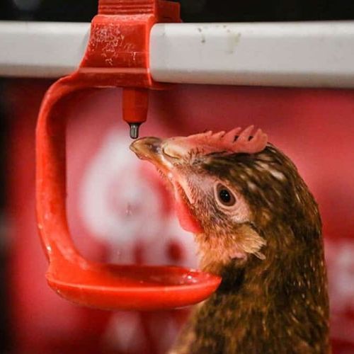 Tränke mit Sauger - POTTERS POULTRY LTD - für Geflügel / Glocken / automatisch