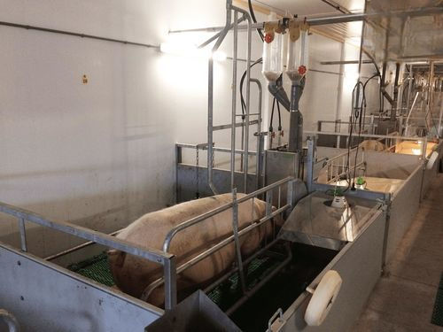 Wurfkäfig für Schweine - Cooperl Northern Europe B.V. - regelbar