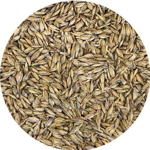 Dinkelsaat für Getreide - Triticum Spelta - Gruppo Carli - Silage / biologisch