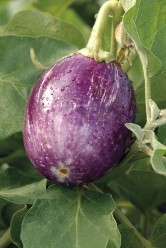 Mittelfrüher Auberginensamen - PINSTRIPE F1 - Graines Voltz - Voltz Horticulture - Sommer / hybrid
