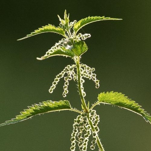 Brennesselsaat / einjährige Pflanze - 15321 - MSL GmbH & Co. KG - biologisch