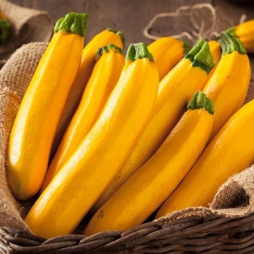 Zylinderförmiger Zucchinisamen - Gold Rush - MSL GmbH & Co. KG - gelb / biologisch