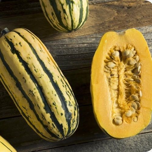 Biologische Kürbissaat - Delicata - MSL GmbH & Co. KG