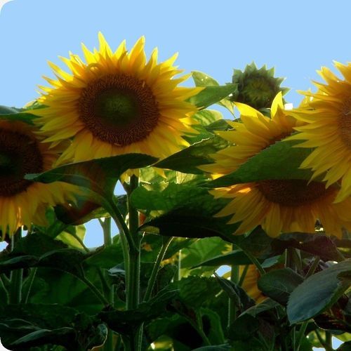 Winter-Sonnenblumensaat - Titan - MSL GmbH & Co. KG - hybrid