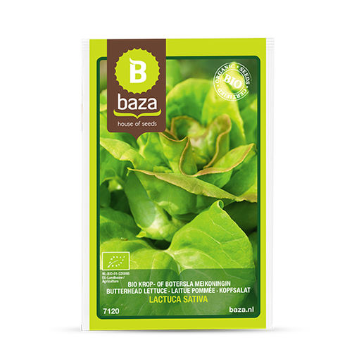 Kopfsalatsaat - 7120 - BAZA Seeds Holland b.v.