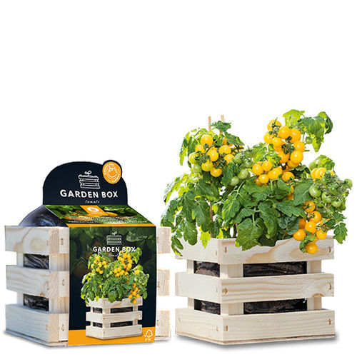 Gelber Kirschtomatensamen - 1807772 - BAZA Seeds Holland b.v. - biologisch / im Beutel
