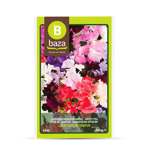 Gemischte Blumensaat - 6440 - BAZA Seeds Holland b.v. - einjährige Pflanze / Farbmischung / für Garten